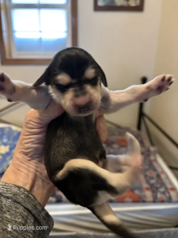 Shilo – Afghan Hound puppy for sale in Herington, KS