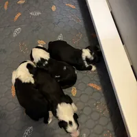 Redkin, a female Bearded Collie for sale in Herington, KS – Photo 2 of 2