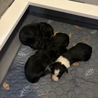 Redkin, a female Bearded Collie for sale in Herington, KS – Photo 1 of 2