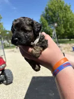 Ringo, a male Yorkipoo for sale in Herington, KS – 2 of 4