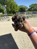 Ringo, a male Yorkipoo for sale in Herington, KS – 3 of 4