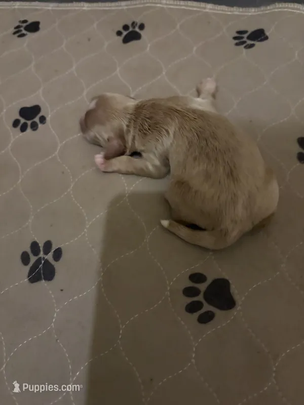 Rory – Miniature Goldendoodle puppy for sale in Herington, KS