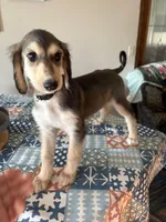 Giana, a female Afghan Hound for sale in Herington, KS – Photo 2 of 2