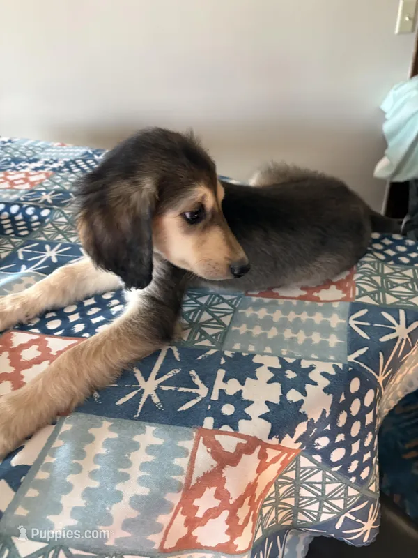Giana – Afghan Hound puppy for sale in Herington, KS