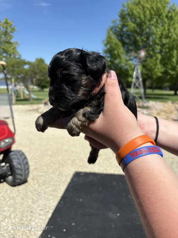 Ringo – Yorkipoo puppy for sale in Herington, KS