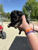 Ringo, a male Yorkipoo for sale in Herington, KS – 1 of 4