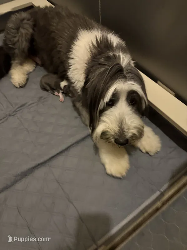 Greyson – Bearded Collie puppy for sale in Herington, KS