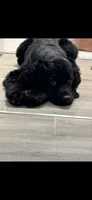 Domino, a male Cocker Spaniel for sale in Philadelphia, PA – 1 of 5
