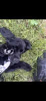 Domino, a male Cocker Spaniel for sale in Philadelphia, PA – 3 of 5