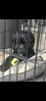 Domino, a male Cocker Spaniel for sale in Philadelphia, PA – 5 of 5