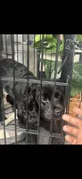 Domino, a male Cocker Spaniel for sale in Philadelphia, PA – 4 of 5