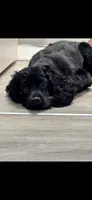 Domino, a male Cocker Spaniel for sale in Philadelphia, PA – 2 of 5