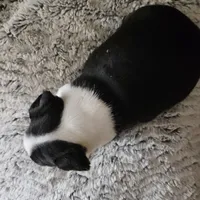 Lilly, a female Boston Terrier for sale in Newton, IA – Photo 5 of 5