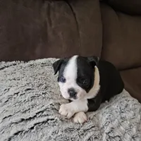 Lilly, a female Boston Terrier for sale in Newton, IA – Photo 1 of 5