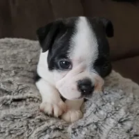 Lilly, a female Boston Terrier for sale in Newton, IA – Photo 2 of 5