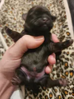 Jagger, a male Shih Tzu for sale in Gilbert, AZ – 7 of 9