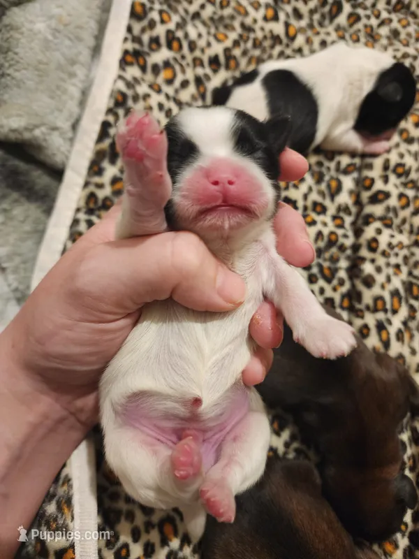 Bowie, a male Shih Tzu for sale in Gilbert, AZ – 1 of 4