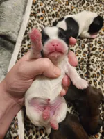 Bowie, a male Shih Tzu for sale in Gilbert, AZ – 1 of 4