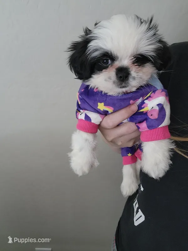 Phoebe – Shih Tzu puppy for sale in Gilbert, AZ