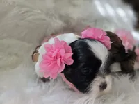 Stella, a female Shih Tzu for sale in Gilbert, AZ – 2 of 10