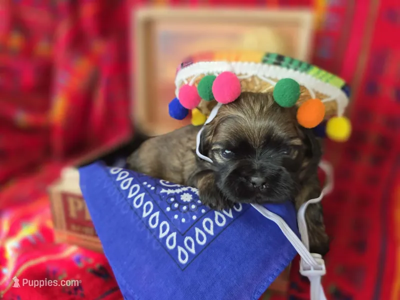 Jagger – Shih Tzu puppy for sale in Gilbert, AZ