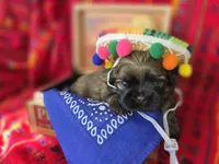 Jagger, a male Shih Tzu for sale in Gilbert, AZ – 1 of 9