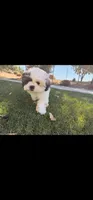 Bailey , a female Shih Tzu for sale in Gilbert, AZ – 7 of 10