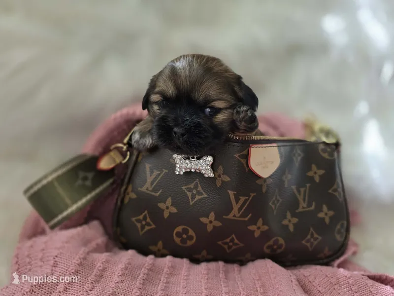 Lennon – Shih Tzu puppy for sale in Gilbert, AZ