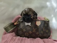 Lennon, a female Shih Tzu for sale in Gilbert, AZ – 1 of 10