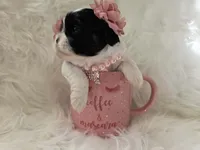 Stella, a female Shih Tzu for sale in Gilbert, AZ – 5 of 10