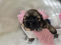 Lennon, a female Shih Tzu for sale in Gilbert, AZ – 3 of 10