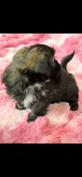 Monica, a female Shih Tzu for sale in Gilbert, AZ – Photo 2 of 6