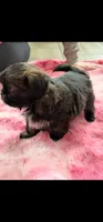 Monica, a female Shih Tzu for sale in Gilbert, AZ – Photo 6 of 6