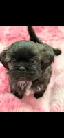 Monica, a female Shih Tzu for sale in Gilbert, AZ – Photo 1 of 6