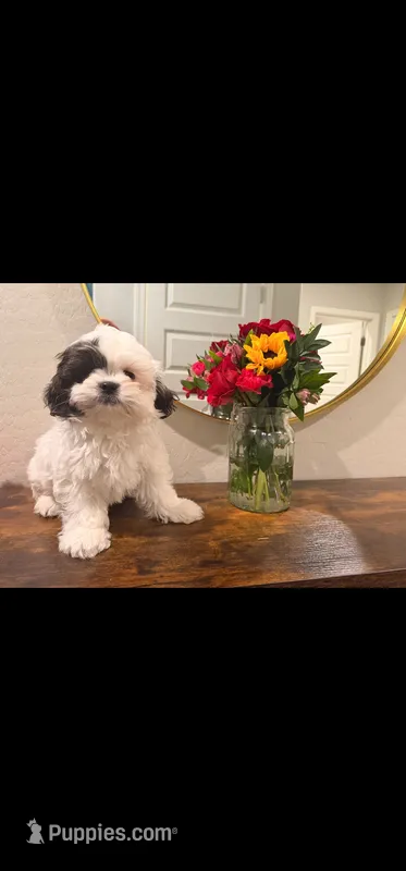 Bailey , a female Shih Tzu for sale in Gilbert, AZ – 1 of 10