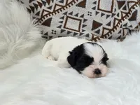 Bowie, a male Shih Tzu for sale in Gilbert, AZ – 4 of 9