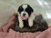 Stella, a female Shih Tzu for sale in Gilbert, AZ – 4 of 10