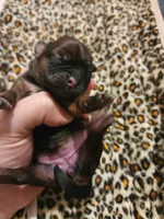 Lennon, a female Shih Tzu for sale in Gilbert, AZ – 6 of 10