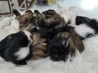 Jagger, a male Shih Tzu for sale in Gilbert, AZ – 5 of 9
