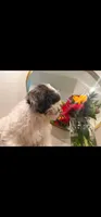 Bailey , a female Shih Tzu for sale in Gilbert, AZ – 6 of 10