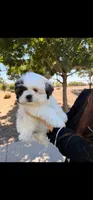 Bailey , a female Shih Tzu for sale in Gilbert, AZ – 8 of 10