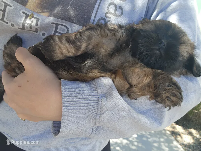 Jagger – Shih Tzu puppy for sale in Gilbert, AZ