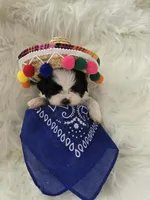 Bowie, a male Shih Tzu for sale in Gilbert, AZ – 3 of 9