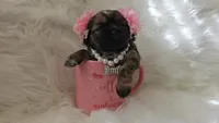 Lennon, a female Shih Tzu for sale in Gilbert, AZ – 2 of 10