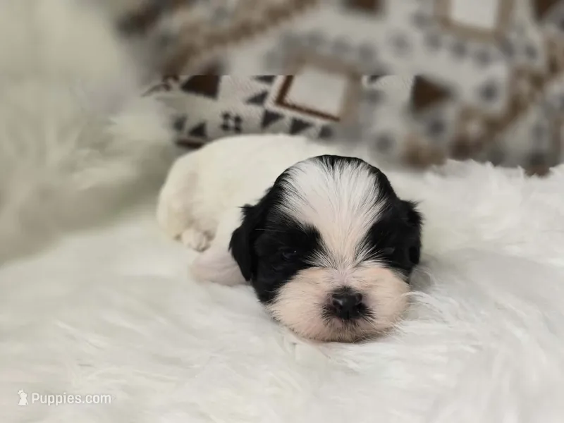 Bowie – Shih Tzu puppy for sale in Gilbert, AZ