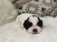 Bowie, a male Shih Tzu for sale in Gilbert, AZ – 1 of 9