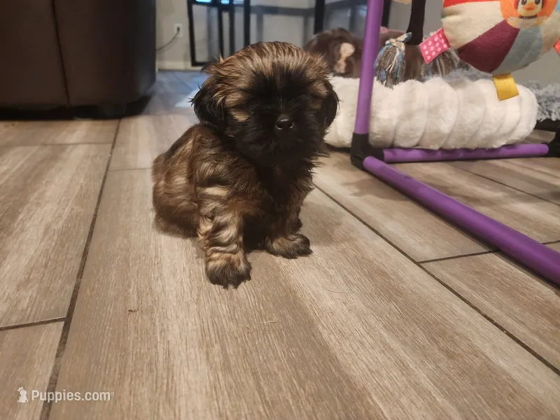 Jagger – Shih Tzu puppy for sale in Gilbert, AZ