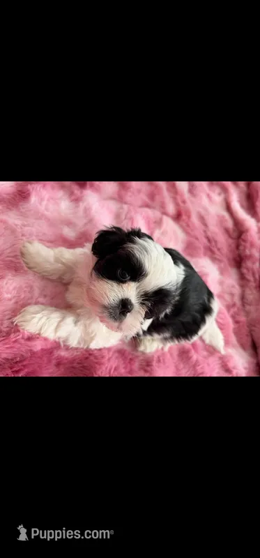 Ross – Shih Tzu puppy for sale in Gilbert, AZ