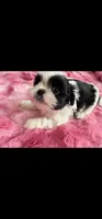 Ross, a male Shih Tzu for sale in Gilbert, AZ – Photo 5 of 7