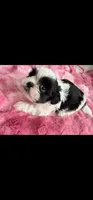 Ross, a male Shih Tzu for sale in Gilbert, AZ – Photo 6 of 7
